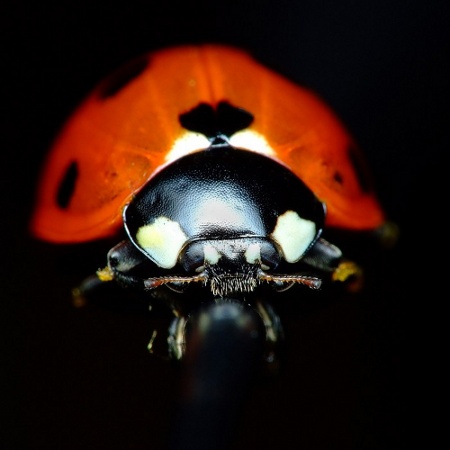 Miroslaw Swietek's ladybird